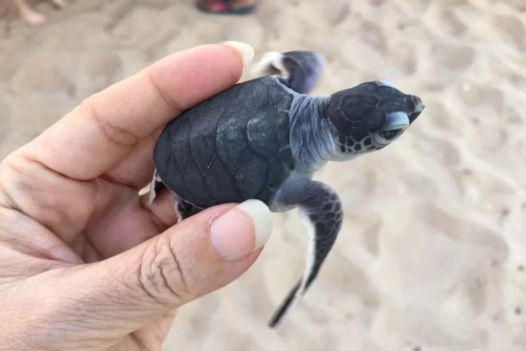 Rimbun dahan turtle hatchery min. Jpg - omalaysia